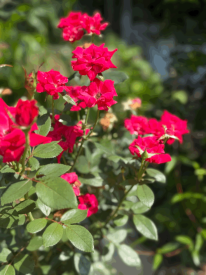 Picture of Blush Bar Saop by Healinghandsfarm in Bowie, Maryland