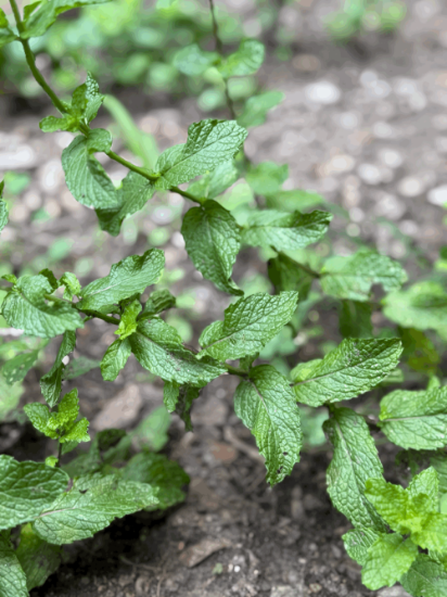 Picture of Evening Bloom Nighttime blend by Healinghands farm Bowie, Maryland