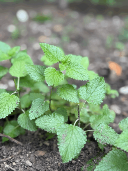 Picture of Golden Glow blend by Healinghands farm in Bowie, Maryland.